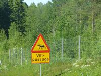 das begehrte schwedische Elchverkehrsschild - Wildpassage