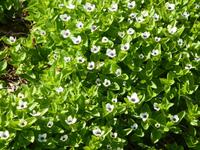 Schwedischer Hartriegel