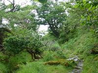 Old Kenmare Road