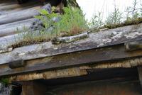 Freilichtmuseum in Trondheim, Norwegen