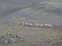 Island, Rentiere an der Auffahrt zum Gletscher