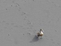 Island, Küste bei Dyrholaey,  Eiderente am Strand