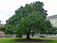 Dublin - Trinity College