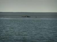 Bei den Seehundbänken