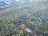 Spaziergang am Galva-See 