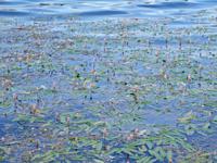 seltene Wasserpflanzen im Galva-See 