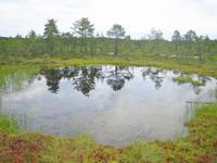 Blick in den Lahemaa-Nationalpark 