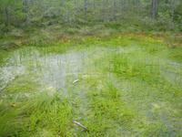 rechts und links des Holzstiegs 