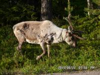 ein ganz großes Rentier