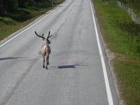 ein tolle Verkehrsbehinderung :-)