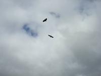 Seeadler am Himmel