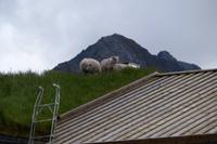 Rasenmäher auf dem Dach :-)