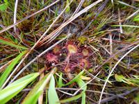 Rannoch Moor - Sonnentau
