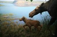 Im Besucherzentrum des Algonquin-Park