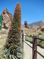 Teneriffa