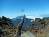 La Palma
