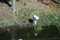 Wölfe im Omega Wildpark