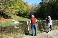 Wölfe im Omega Wildpark