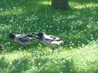 Russland, St.Petersburg, freche Rabenvögel