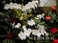 Orchideen, Orchideen