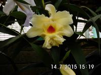 Eine schöner als die Andere