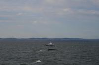 Walbeobachtung im St.-Lorenz-Strom