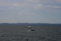 Walbeobachtung im St.-Lorenz-Strom