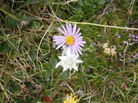 Edelweiss.