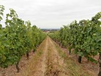 Elsässer Weinstrasse in Dambach La Ville