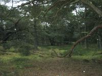 Wald bei Dueodde