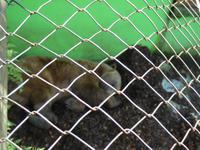 Im Wildpark Ferleiten