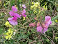 Wickenblüte am Pointe du Raz