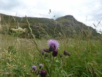 schottische Distel  mit Arthur´s Seats