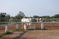 Camargue Pferde