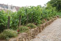 Weinbergen auf Montmartre