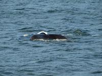 Walsafari bei Akureyri