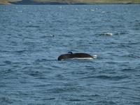 Walsafari bei Akureyri