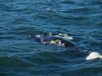 Walsafari bei Akureyri