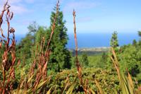 Blick auf das Meer an der Nordküste von Ponta Delgada