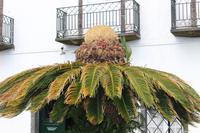 Stadtrundgang in Ponta Delgada