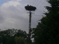 Ein belegtes Storchennest