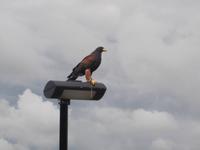 Vorführung Greifvögel ...