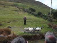 beim Schäfer Brendan, Ring of Kerry