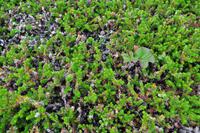 Moltebeeren eingebetten in Krähenbeeren