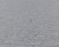 Papageitaucher im Lyngenfjord