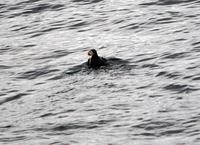 Papageitaucher im Lyngenfjord