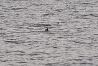 Papageitaucher im Lyngenfjord