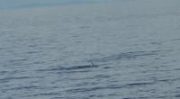 Orcas - Schwertwale - Killerwale vor den Lofoten