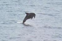 Schweinswale im Porsangerfjord