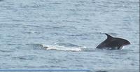 Schweinswale im Porsangerfjord